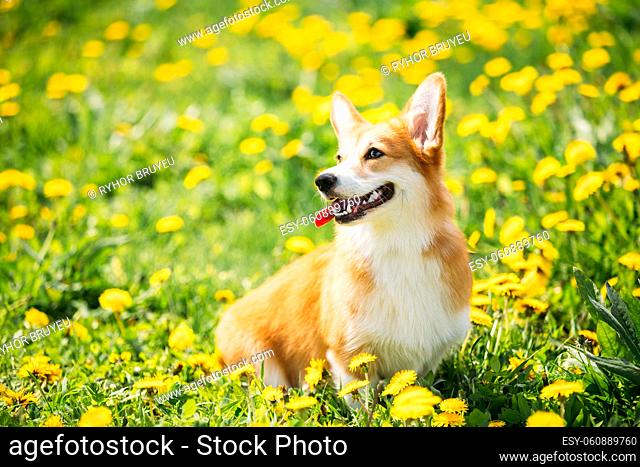 Pembroke Welsh Corgi Dog Puppy Sitting In Green Summer Grass. Welsh Corgi Is A Small Type Of Herding Dog That Originated In Wales