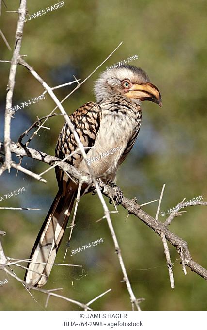 Immature Southern yellow-billed hornbill Tockus leucomelas, Kruger National Park, South Africa, Africa