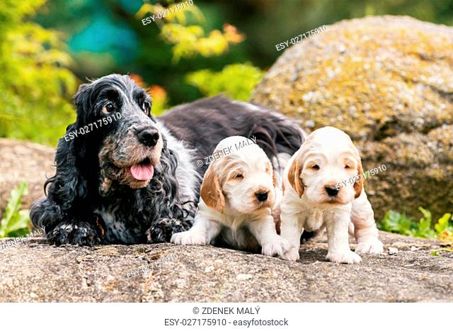 English Cocker Spaniel caring female mother with two small puppies, 24 days old dogs outdoor on garden rock. Mother love concept