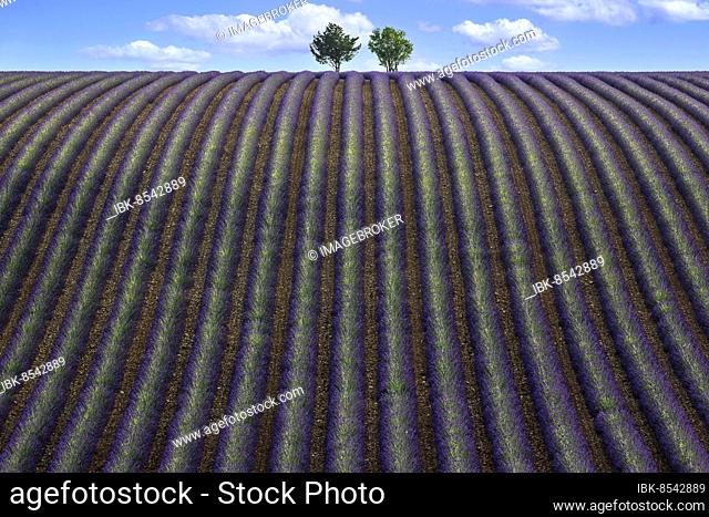 Two trees in an undulating lavender field, flowering true lavender (Lavandula angustifolia), D56, between Valensole and Puimoisson, Plateau de Valensole