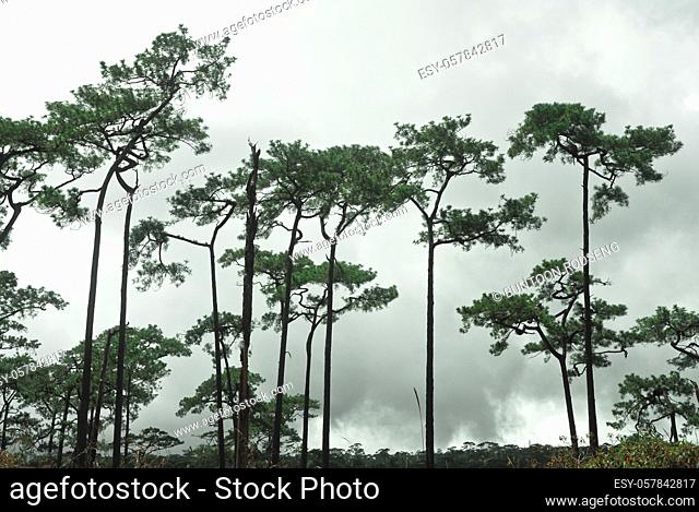 pine tree forest in the mist