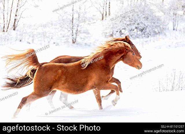 Arab Horse and Quarter Horse. Two chestnut horses galloping on a snowy pasture. Austria