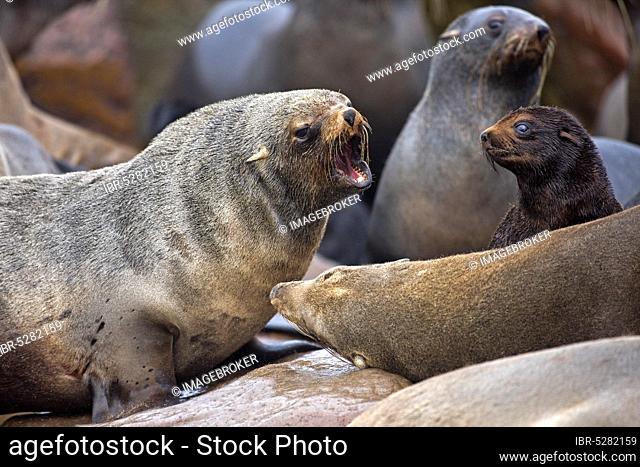 SOUTH AFRICAN cape fur seal (arctocephalus pusillus), COLONY AT CAPE CROSS, NAMIBIA