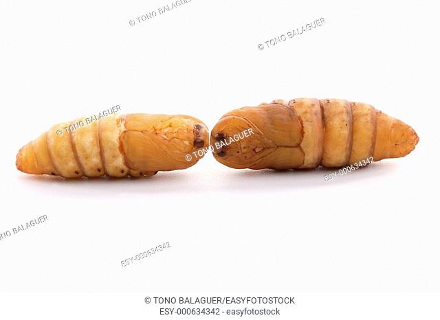 chrysalis silkworm on white background silk worm