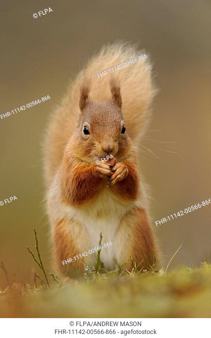 Eurasian Red Squirrel (Sciurus vulgaris) adult, feeding on hazelnut, sitting amongst heather in coniferous forest, Cairngorms N.P
