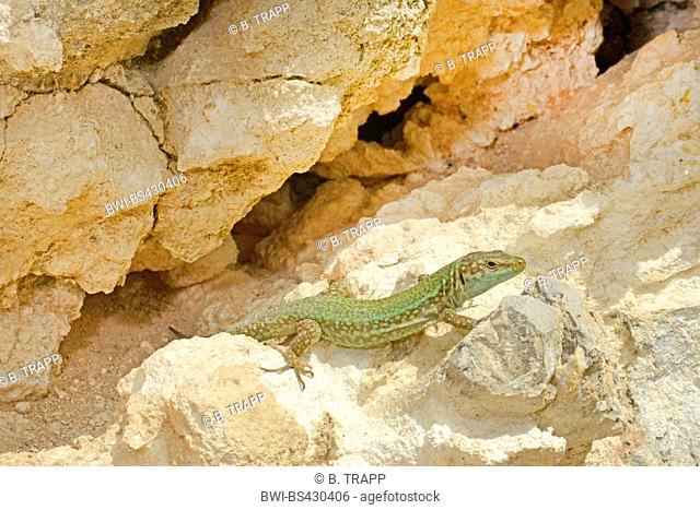 Ibiza wall lizard (Podarcis pityusensis, Lacerta pityusensis, Podarcis pityusensis pityusensis ), male sunbaths, Spain, Balearen, Ibiza