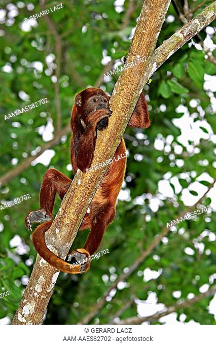 Red Howler Monkey, alouatta seniculus, Adult standing on Branch, Los Lianos in Venezuela