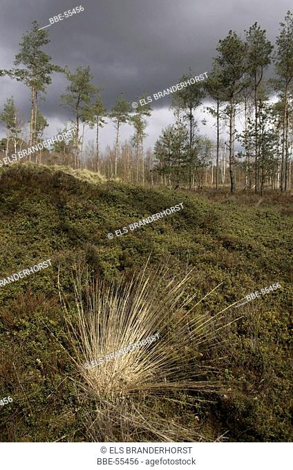 Ancestral mounds near Niersen
