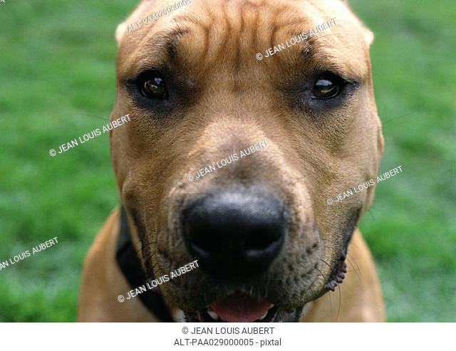 Dog with wrinkled brow, face