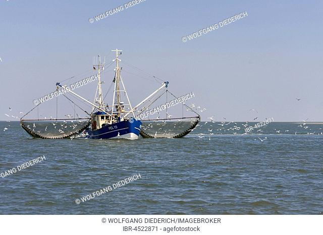Fishcutter with casted nets at crabs catching, seagulls in tow, North Sea in front of island of Pellworm, North Frisia, Schleswig-Holstein, Germany