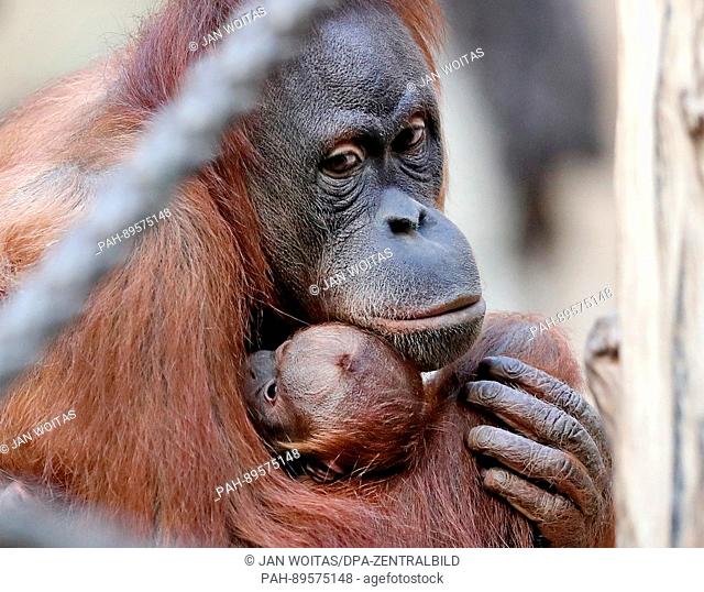 Orangutan mother, Raja, with her baby, which was born on the 25 March seen at the zoo in Leipzig, Germany, 03 April, 2017