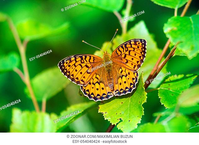 Forest-meadow butterfly High Brown Fritillary (Fabriciana adippe, syn. Argynnis adippe) on shoots of birch. South Coast of Finnish Gulf of Baltic sea