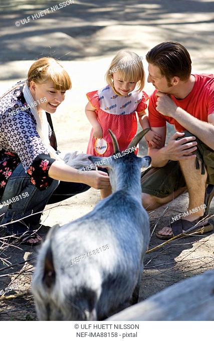 Parents and daughter stroking goat at zoo