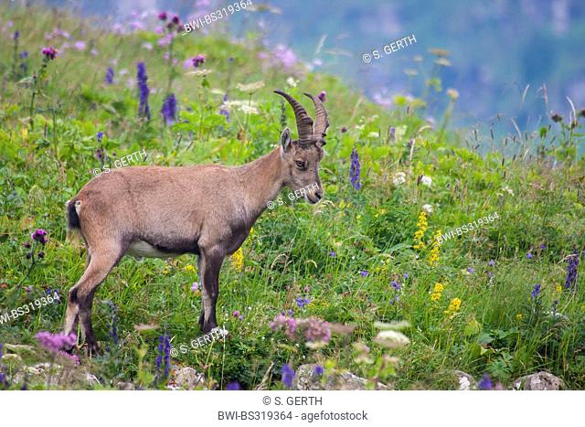 alpine ibex (Capra ibex), young ibex in a mountain meadow, Switzerland, Toggenburg, Chaeserrugg