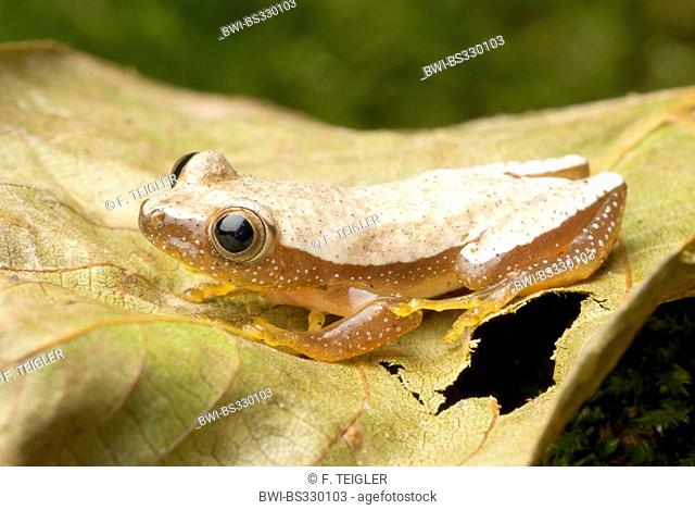Fornasini's Spiny Reed Frog (Afrixalus fornasini), on a leaf