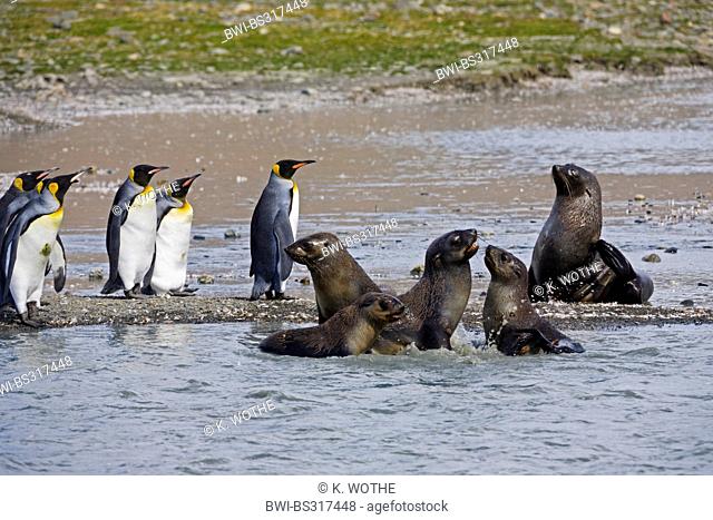 Antarctic fur seal (Arctocephalus gazella), Antarctic Fur Seals and King Penguins, Suedgeorgien, St. Andrews Bay