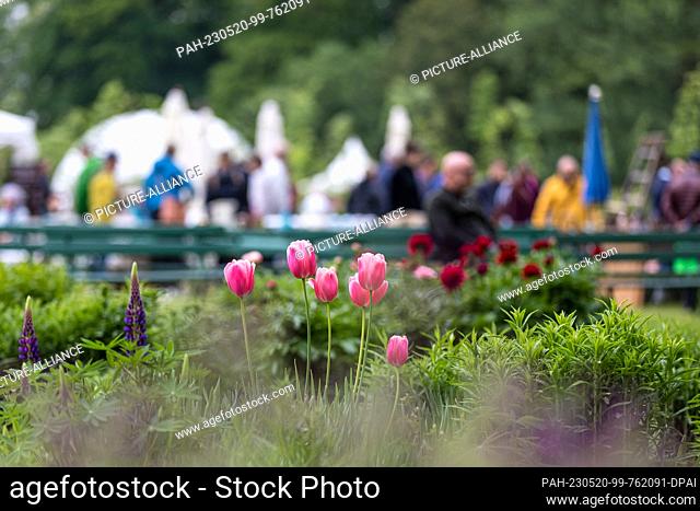 20 May 2023, Brandenburg, Cottbus: People walk behind a bed in which tulips grow. The historic castle nursery in Branitz Park invites visitors to the garden...