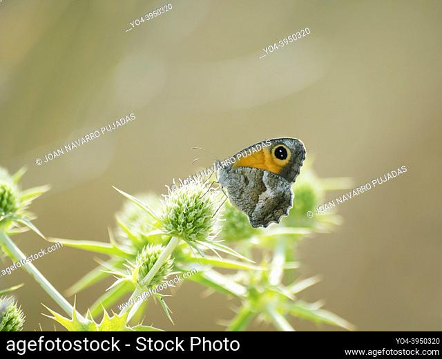 Pyronia Cecilia, Nymphalidae, Satyrinae, saltabardisses de solell, lobito listado, southern gatekeeper