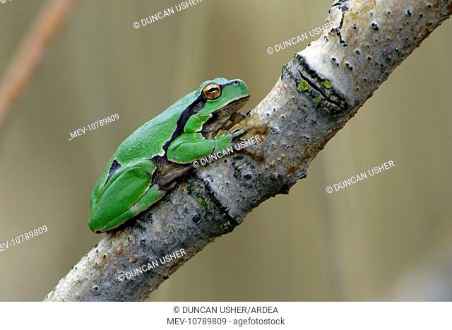 European Treefrog - sitting on branch (Hyla arborea)