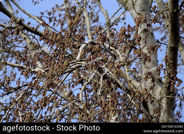 Blooming silver poplar. Silver poplar tree in spring. Poplar fluff from flowers - earrings