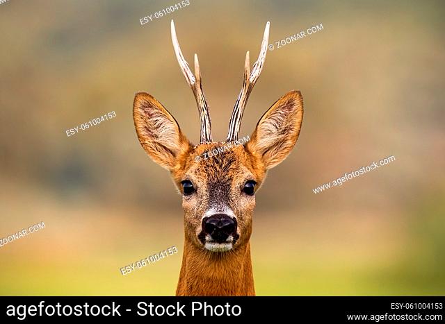 Portrait of a roe deer, capreolus capreolus, buck in summer with clear blurred background. Detail of rebuck head. Clouse-up of wild animal in natural...