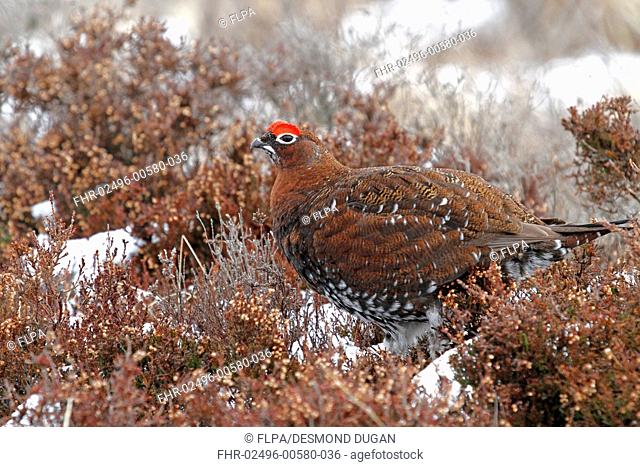 Red Grouse (Lagopus lagopus scoticus) adult male, standing on snow covered moorland, Dava Moor, Grantown-on-Spey, Strathspey, Moray, Highlands, Scotland, March