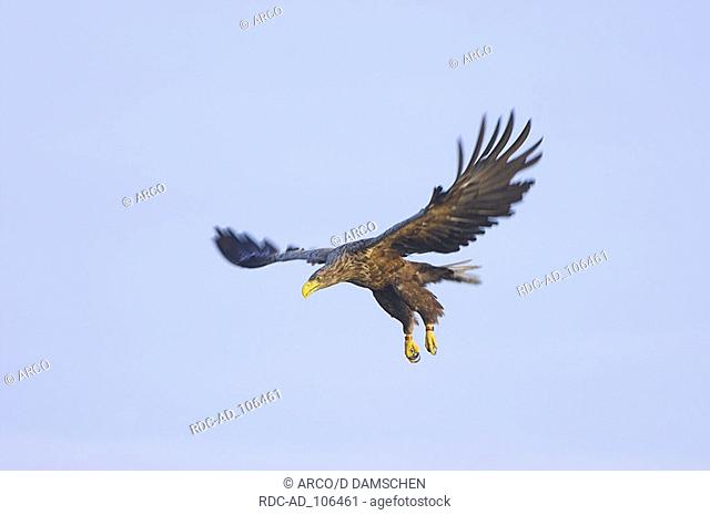 White-tailed Eagle biosphere preserve Elbe Lower Saxony Germany Haliaeetus albicilla