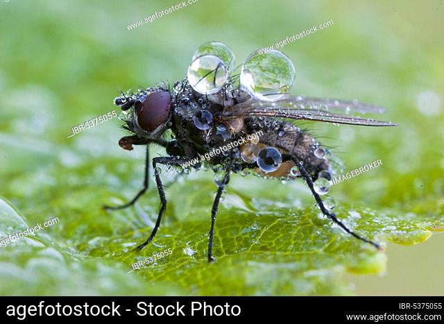 House fly (Musca domestica) with dewdrops, Germany, Europe