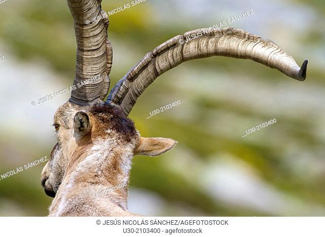 Old male of wild goat Capra pyrenaica in Sierra de Gredos Regional Park, Ávila. Castilla y León, Spain