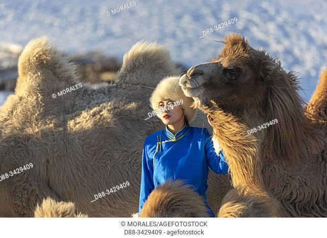 China, Inner Mongolia, Hebei Province, Zhangjiakou, Bashang Grassland, Woman with camel caravan of Bactrian camel (Camelus bactrianus)