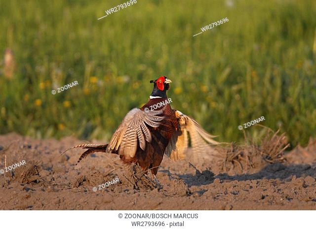 common pheasant - male