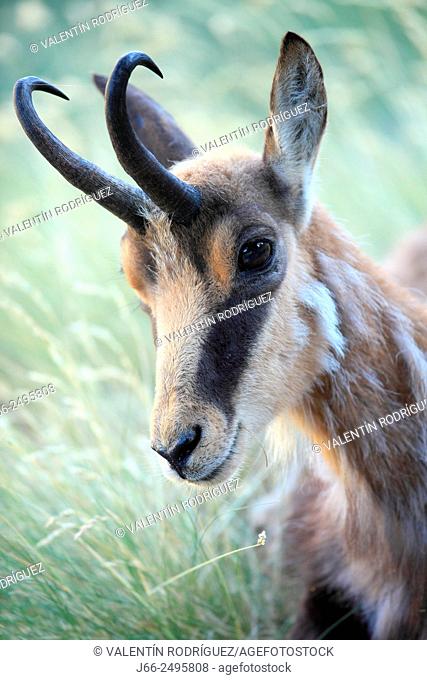Chamois (Rupicapra rupicapra) in the Gran Paradiso National Park. Italy