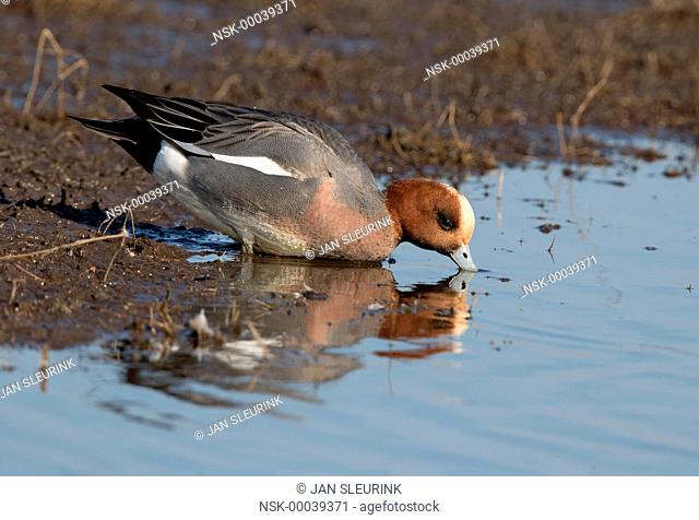 Eurasian Wigeon (Anas penelope) male drinking water, The Netherlands, Gelderland, polder Arkemheen