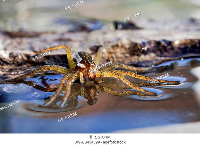 fimbriate fishing spider (Dolomedes fimbriatus), female lurks for prey at the water, Germany, Bavaria, Niederbayern, Lower Bavaria