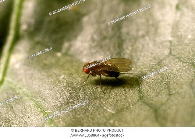 Fruit Flies: Genetic Variations, Ebony Body, Male (Drosophila melanogaster)