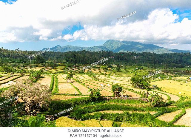 Rice fields on 27.05.2019. on the way to Amed - Bali | usage worldwide. - Abang&#xA;Abang&#xA;Abang/Karangasem/Indonesia