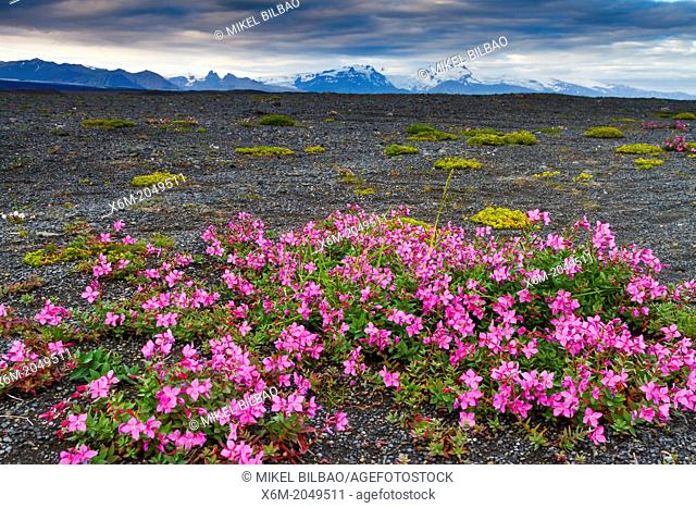 Dwarf Fireweed or River Beauty Willowherb (Chamerion latifolium) in volcanic ground. Iceland, Europe