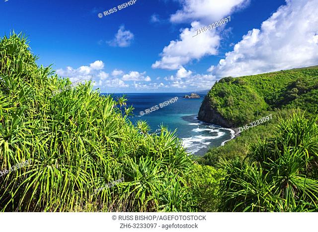 Pololu Valley and beach through hala trees, North Kohala, The Big Island, Hawaii USA