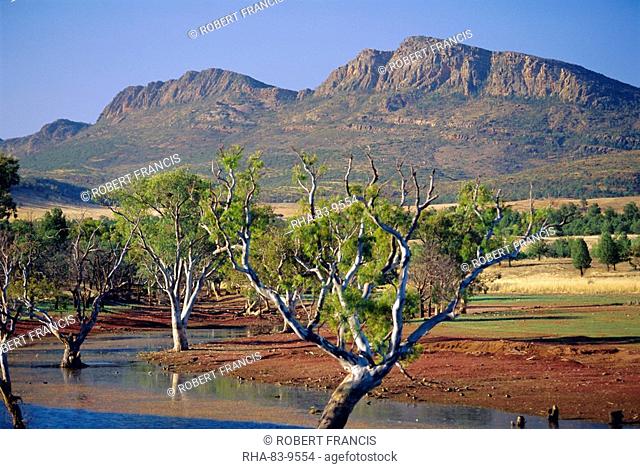 Gum trees in a billabong at Rawnsley and the south west escarpment of Wilpena Pound, a huge natural basin, Flinders Ranges National Park, South Australia