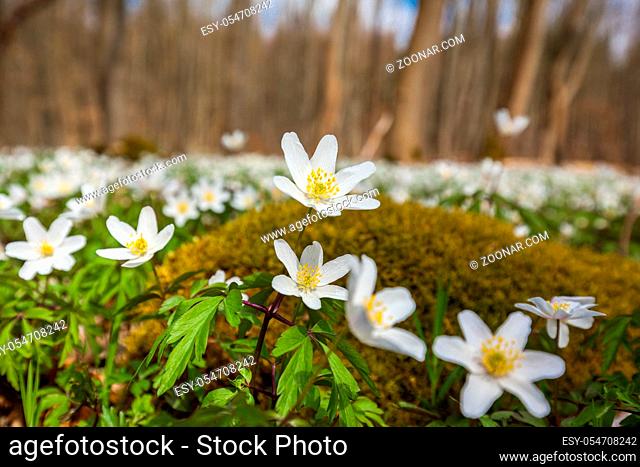 Frühjahr im Wald blühender Anemonen Teppich
