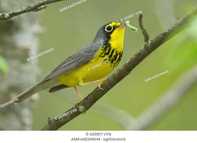 Adult male Canada Warbler (Wilsonia canadensis) in breeding plumage with a caterpillar. Tompkins County, New York. May