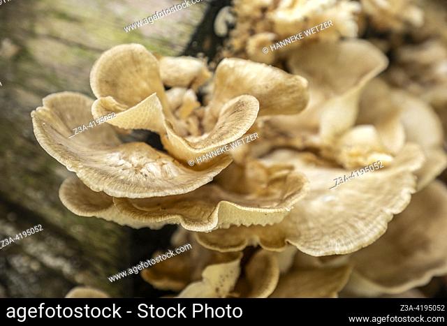 Wild edible mushrooms growing from a tree trunk in Thailand, Asia