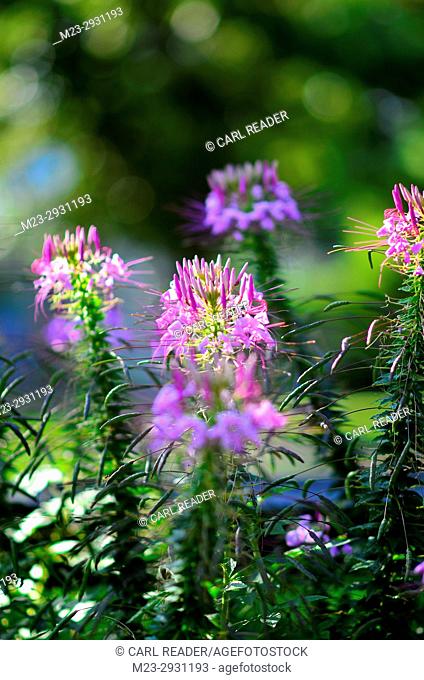 Cleome in soft focus catch the sunlight, Pennsylvania, USA