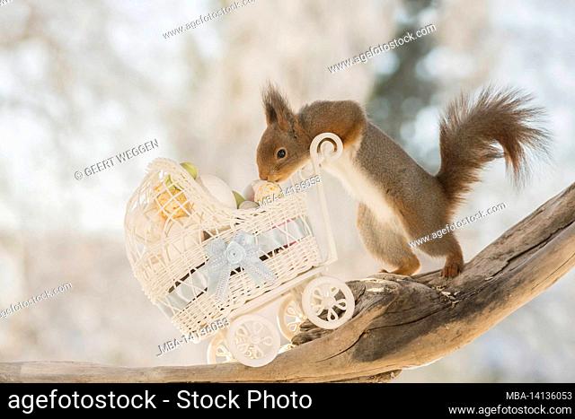 close up of red squirrel with a stroller filled with eggs