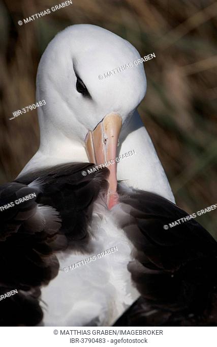 Black-browed Albatross or Black-browed Mollymawk (Thalassarche melanophris), grooming its feathers, West Point Island, Falkland Islands, United Kingdom