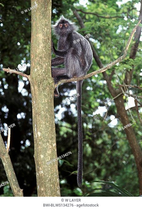 banded leaf monkey, black-crested leaf-monkey, surili Presbytis melalophos, grey variant