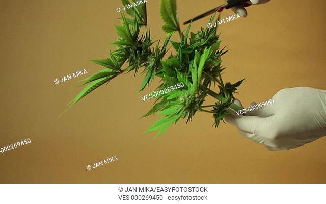 Hands trimming marijuana buds and leaves