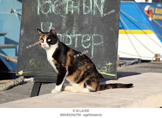 domestic cat, house cat Felis silvestris f. catus, at the port of Agia Napa, Cyprus