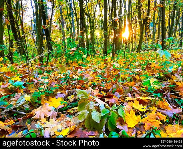 Fallen leaves on the ground in an autumn forest at sunset