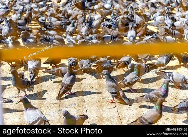 many pigeons behind a barrier
